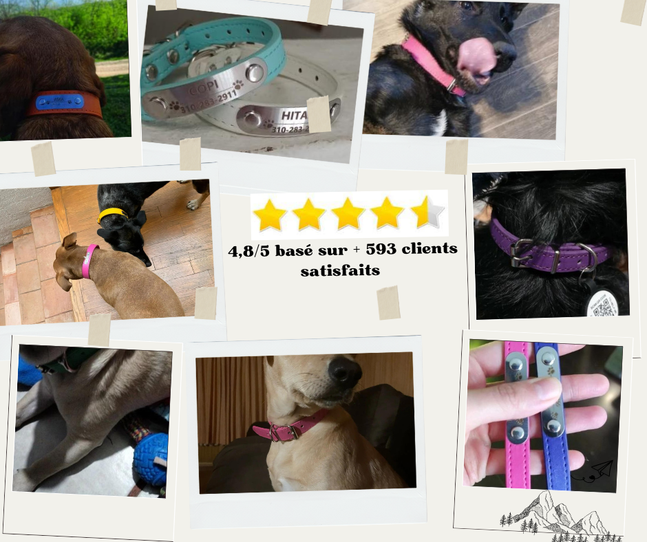 personalized leather collar for cat and dog