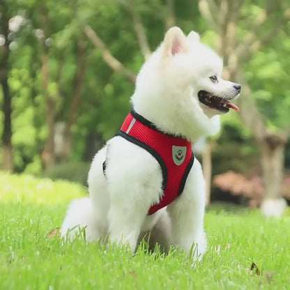 harness for small dog